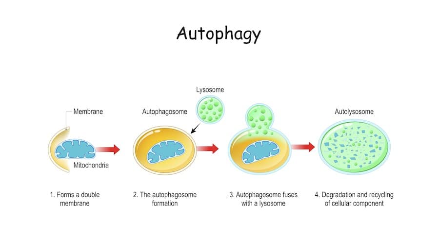 autophagie